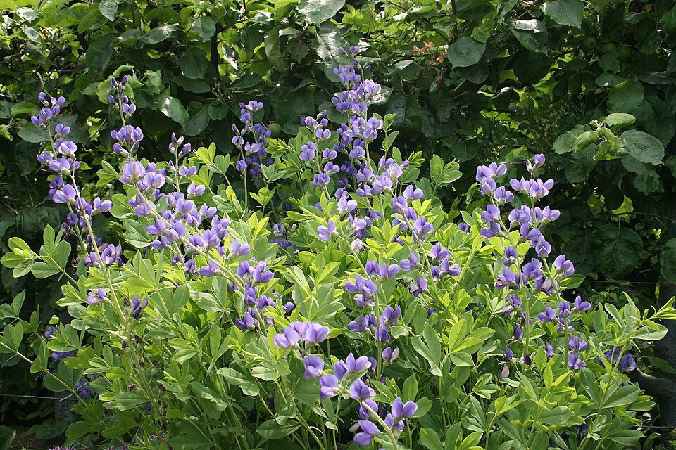 Baptisia australis — whole photograph
