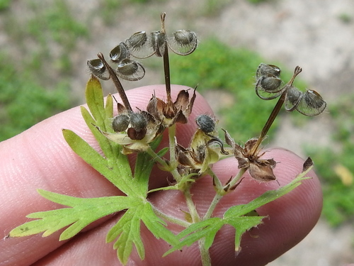 Geranium carolinianum — fruit photograph