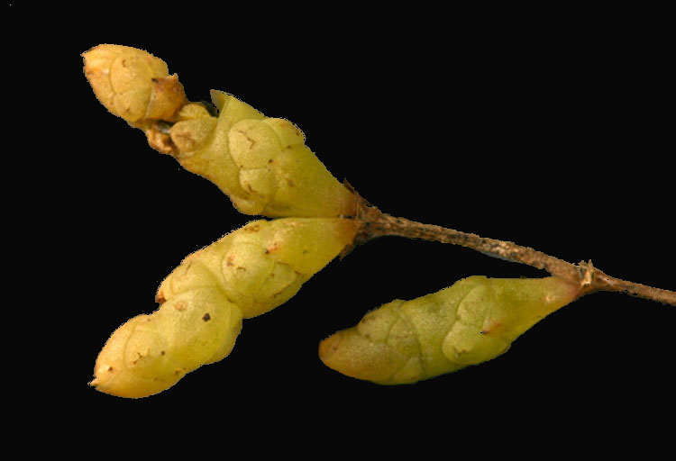 Salicornia bigelovii — fruit photograph