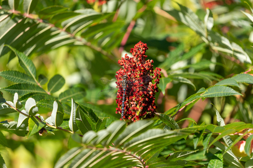 Rhus glabra — fruit/foliage photograph