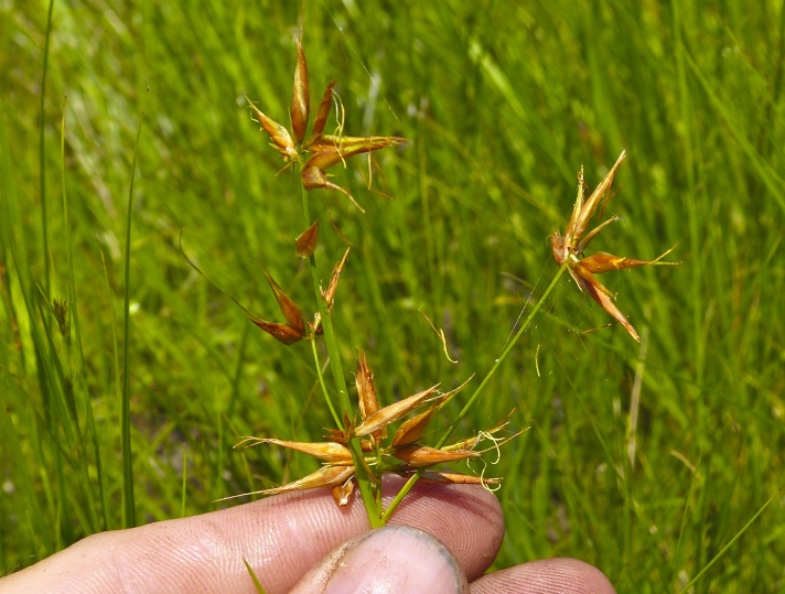 Rhynchospora inundata — fruit photograph