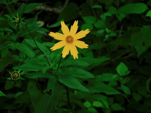 Coreopsis pubescens photograph