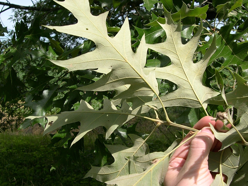 Quercus velutina — foliage photograph