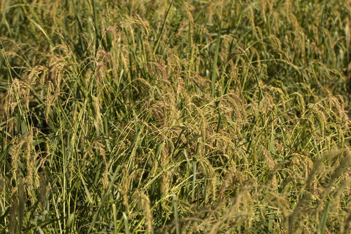 Oryza sativa — fruit photograph