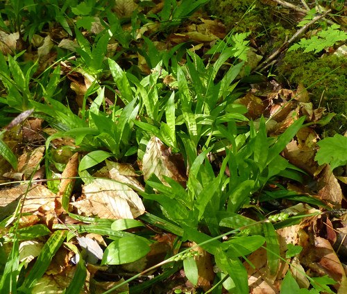 Carex plantaginea — foliage photograph