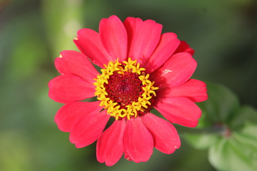 Zinnia elegans — flower photograph