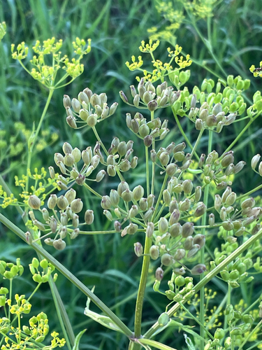 Pastinaca sativa — flower photograph