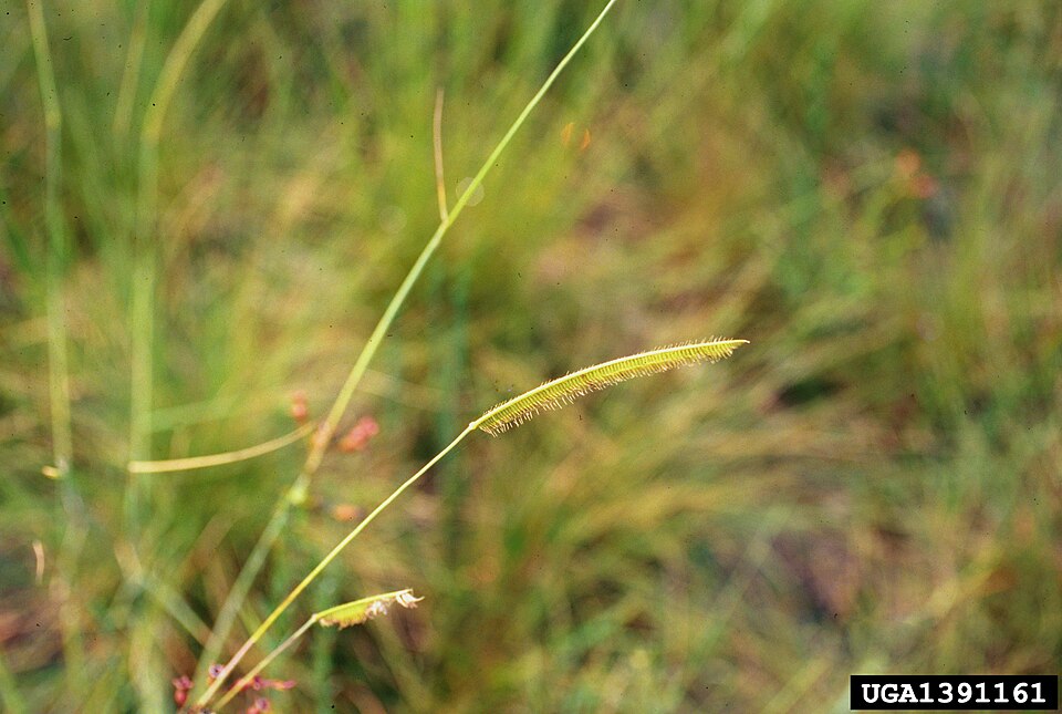 Ctenium aromaticum — bloom photograph