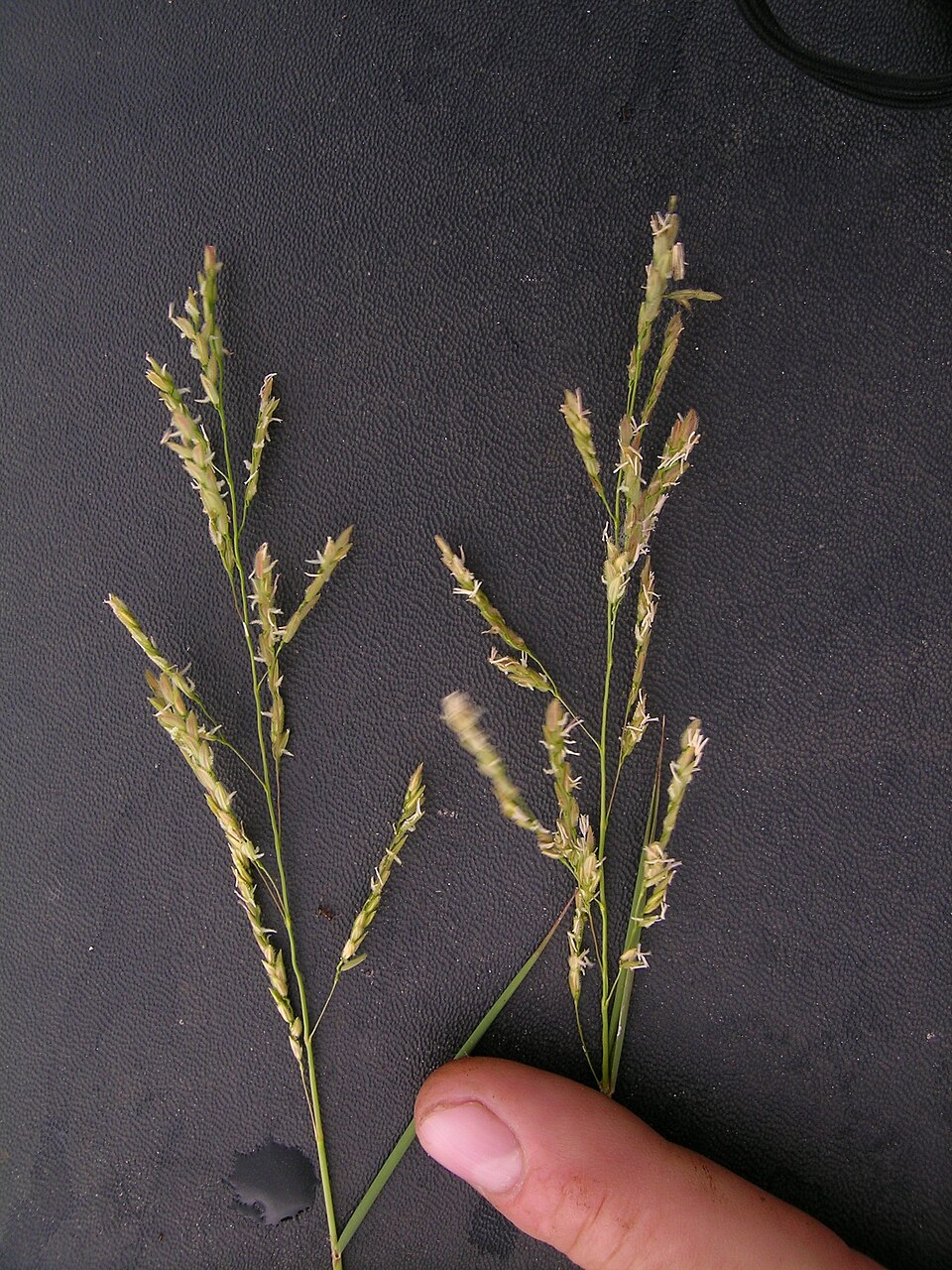 Leersia hexandra — bloom photograph