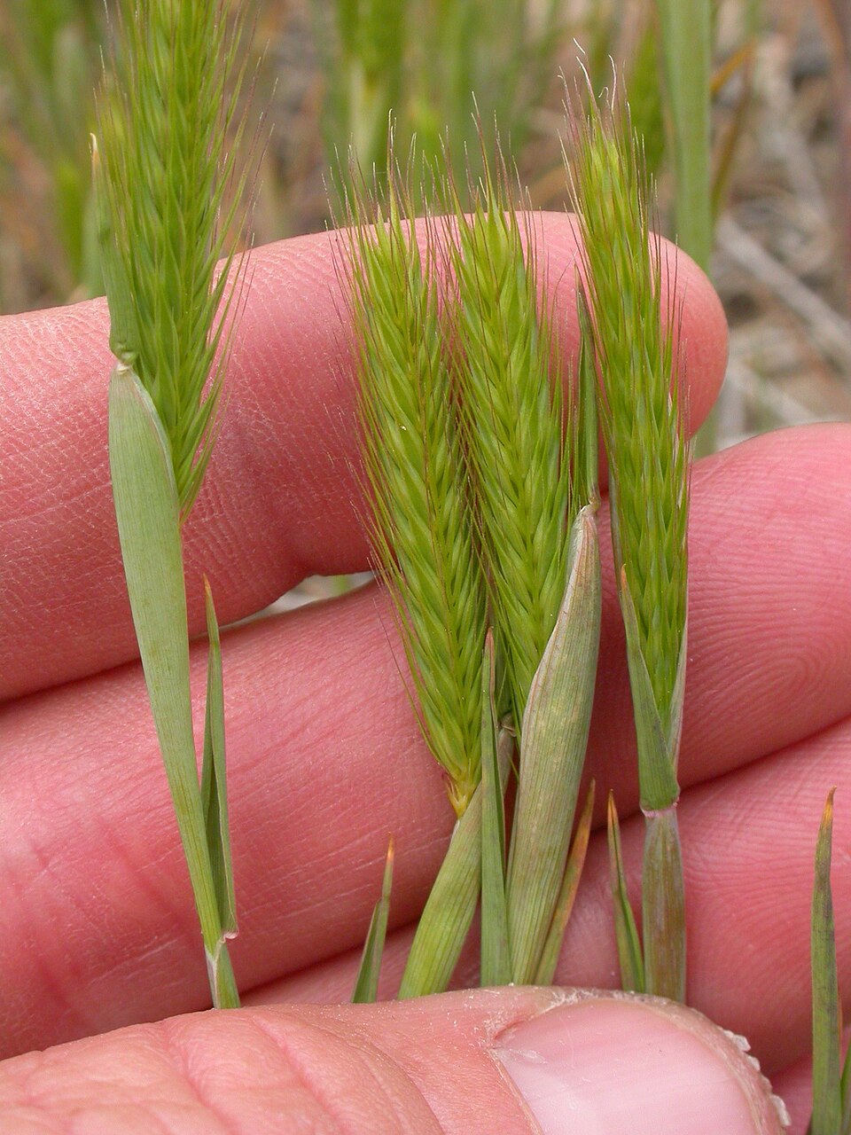 Hordeum pusillum — bloom photograph