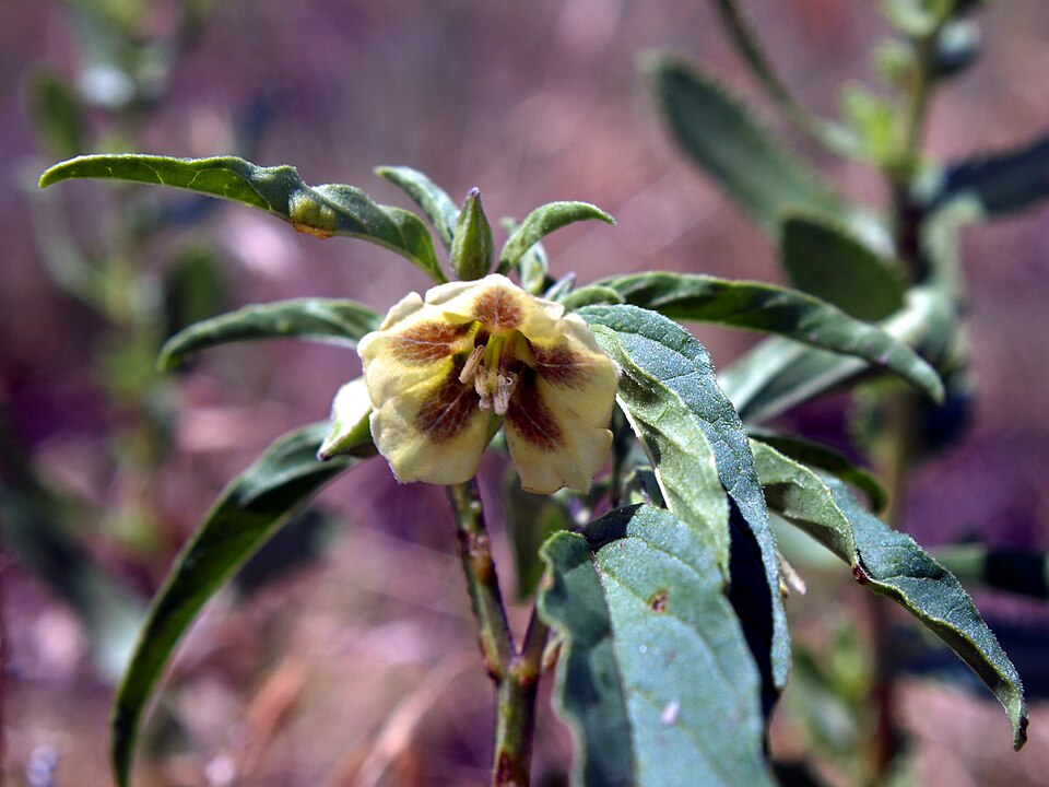 Physalis virginiana — bloom photograph