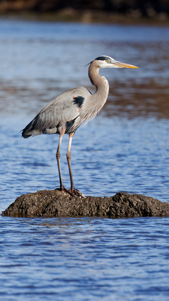 Male Great Blue Heron, whole bird