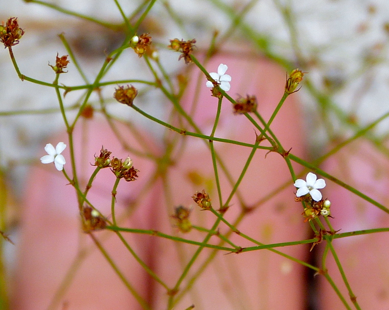 Stipulicida setacea — bloom photograph