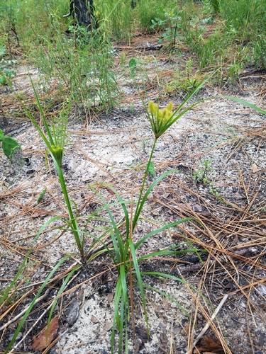 Cyperus hystricinus — fruit photograph