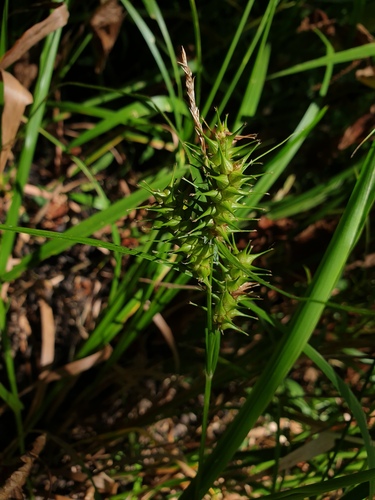 Carex gigantea photograph