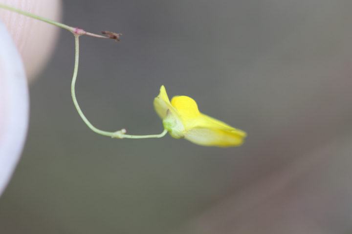 Utricularia subulata — bloom photograph