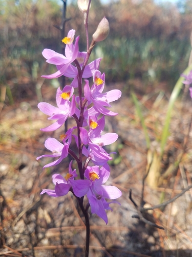 Calopogon multiflorus — flower photograph