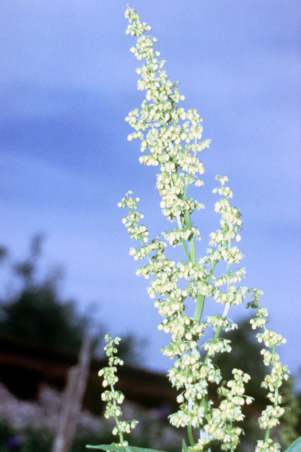 Rumex altissimus — flower photograph