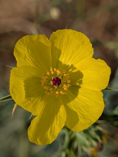 Argemone mexicana — flower photograph