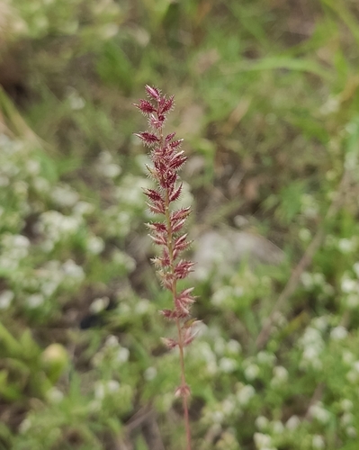 Tragus racemosus — flower photograph