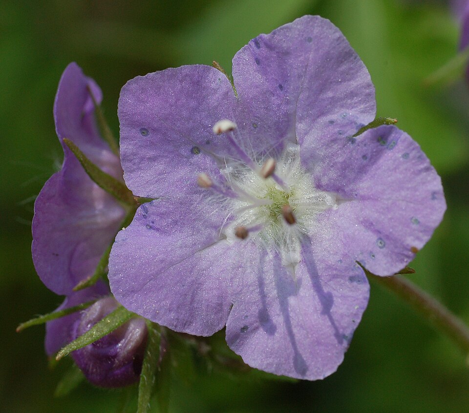 Phacelia bipinnatifida — bloom photograph