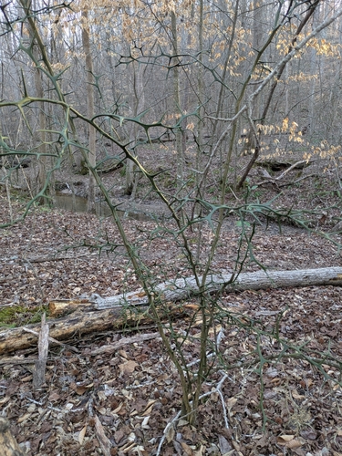 Citrus trifoliata — whole photograph