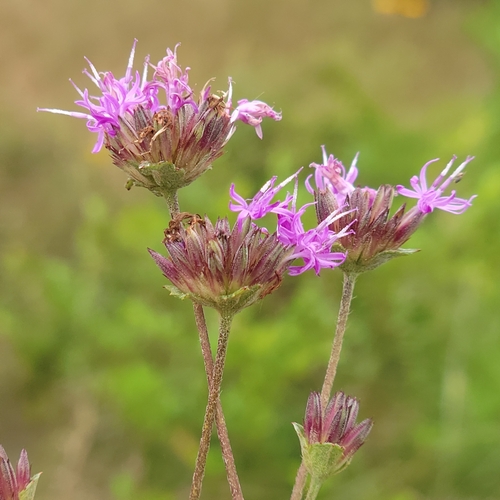 Elephantopus nudatus — flower photograph