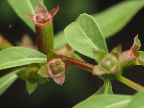 Ludwigia glandulosa — fruit/foliage photograph