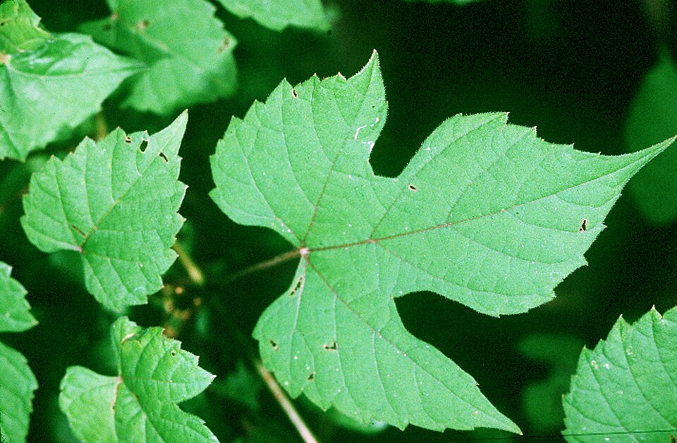 Vitis palmata — leaf photograph