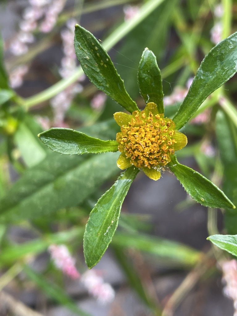 Bidens connata — bloom photograph
