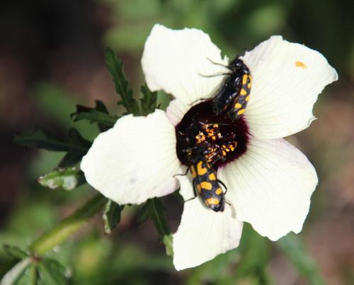 Hibiscus trionum — flower photograph