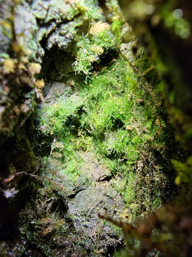 Crepidomanes intricatum — reference photograph