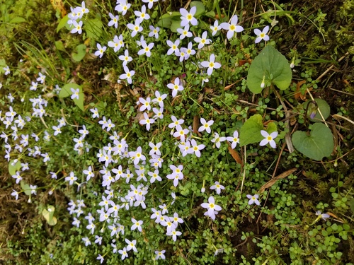 Houstonia serpyllifolia — whole photograph