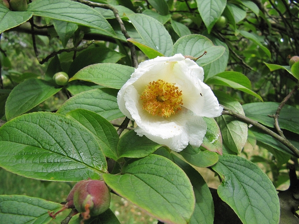 Stewartia ovata — bloom photograph