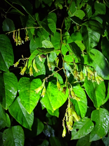 Brunnichia ovata — fruit photograph