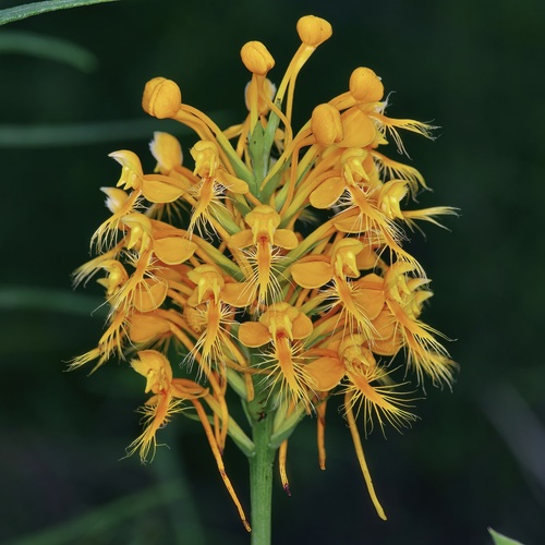Platanthera ciliaris — flower photograph