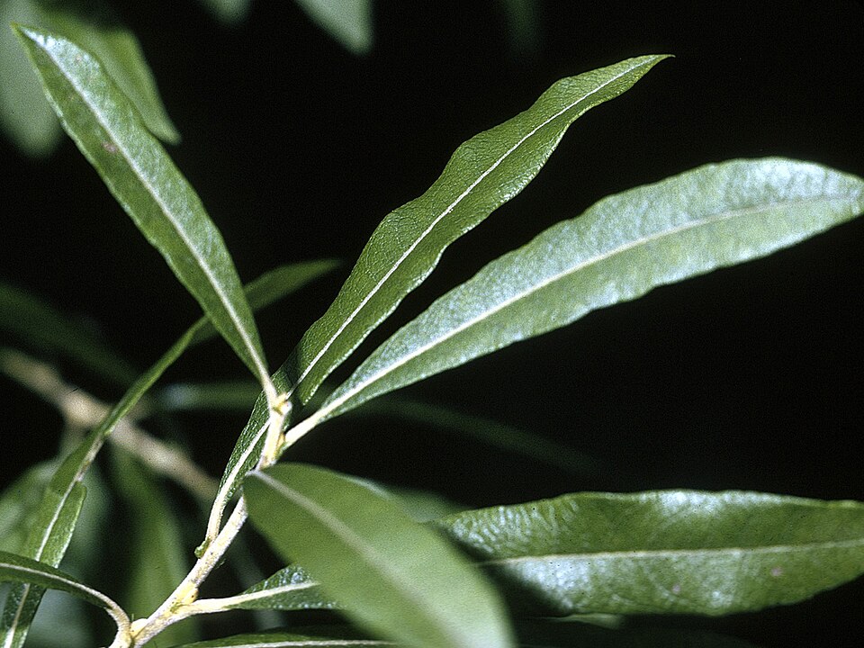 Salix humilis — foliage photograph
