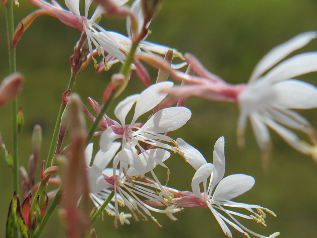 Oenothera filiformis — bloom photograph