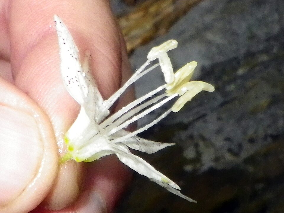 Prosartes maculata — flower photograph