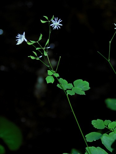 Thalictrum clavatum — flower photograph