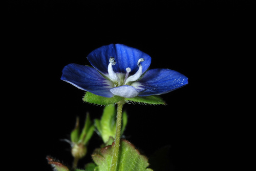 Veronica persica — flower photograph
