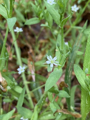 Stellaria alsine — flower photograph