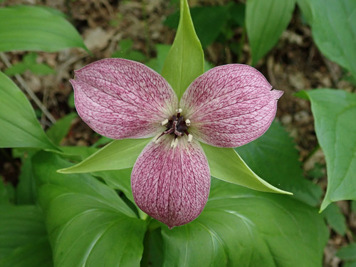 Trillium erectum — flower photograph