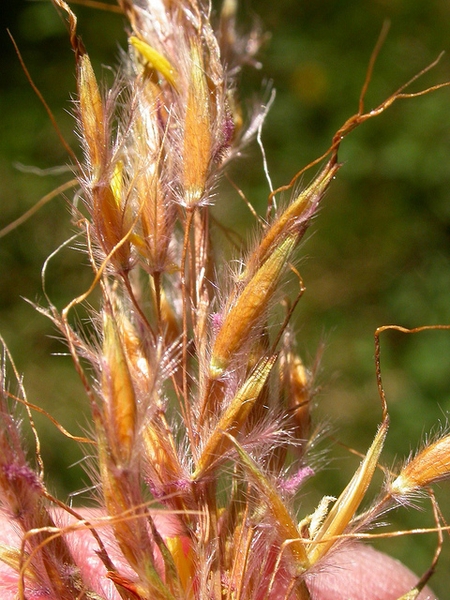 Sorghastrum nutans — bloom photograph