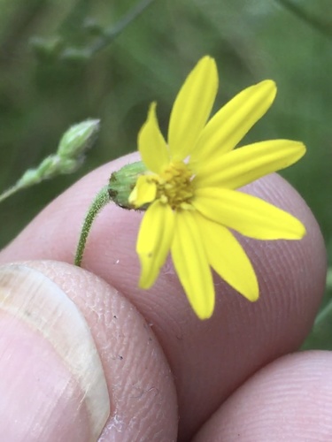 Croptilon divaricatum — flower photograph