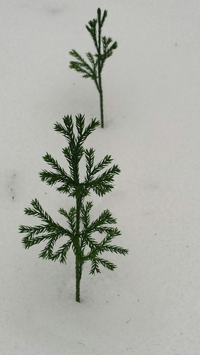 Dendrolycopodium obscurum — whole plant photograph