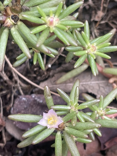 Portulaca smallii — flower photograph