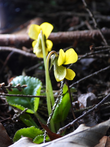 Viola rotundifolia — flower photograph