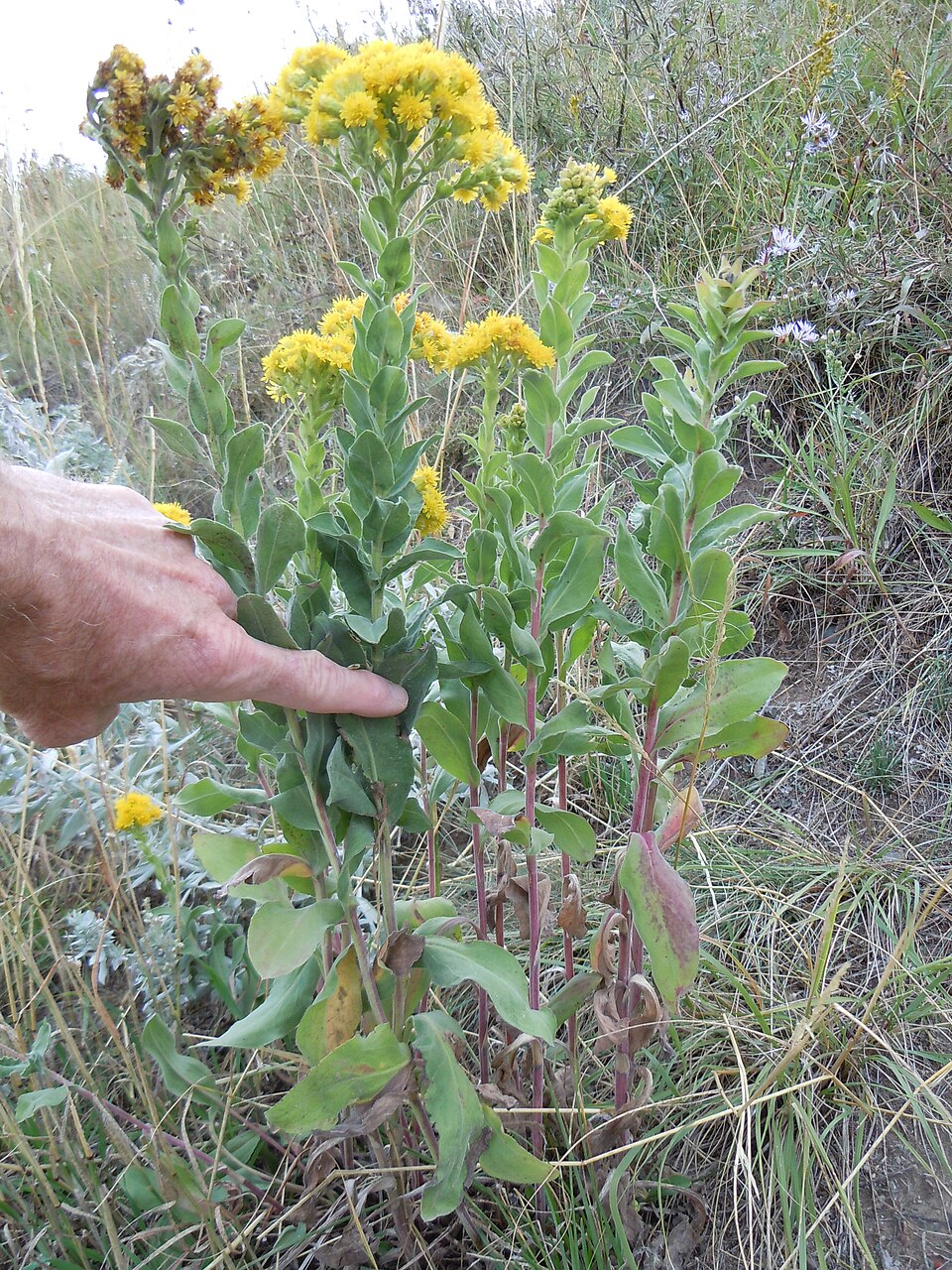 Solidago rigida — whole photograph