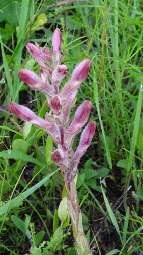 Schwalbea americana — flower photograph